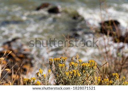 Yellow flowers grow near the ocean. Rocks and stones on the Black Sea. Autumn daylight at a sea. Travelling photography. Travels around the home country during isolation.