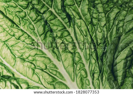 fresh chinese cabbage or napa cabbage texture, macro shot Royalty-Free Stock Photo #1828077353
