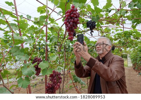 Senior male while touring a local vineyard in the fall takes pictures of the hanging grapes inside a greenhouse