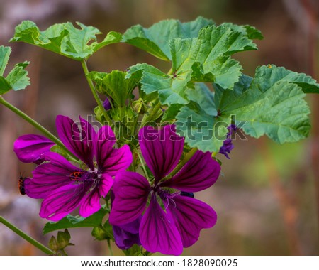 Purple flowers and green leaves of wild plants in autumn
