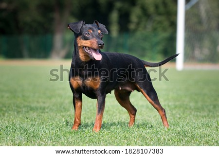 Black and tan miniature pinscher portrait on summer time.  German miniature pinscher standing outdoors on a wooden pier with green background. Smart and cute Min Pin with funny ears and round eyes Royalty-Free Stock Photo #1828107383
