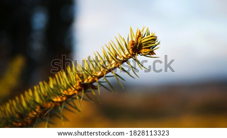 Picture of a pine tree in Germany during sunset.