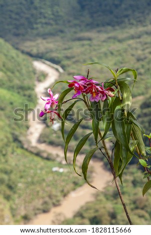 Aguas Calientes, Peru. Pink orchids high up on the sacred Putucusi mountain, near Machu Picchu, Peru.