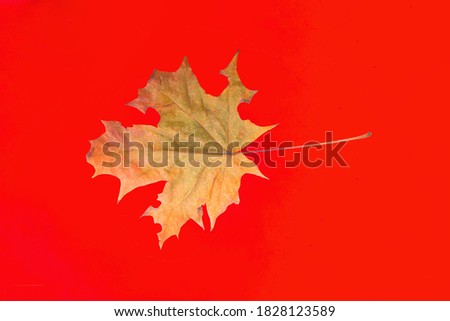 Yellow maple leaf as a symbol of autumn.