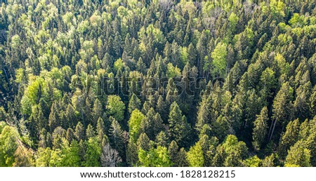 Aerial view of forest. Drone Birdeye view of colourful trees