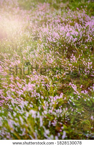 Blossoming Heather on the meadow next to a wood