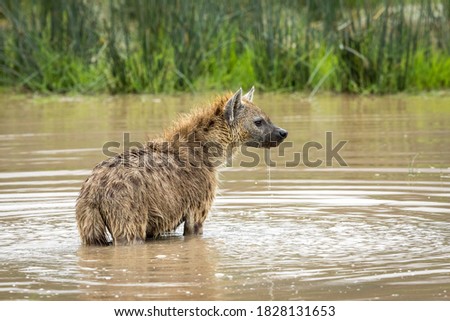 Adult hyena standing in water looking alert in Ngorongoro Crater in Tanzania