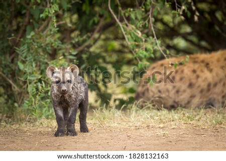 Small hyena cub standing and looking at camera in Masai Mara in Kenya