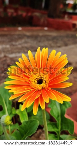 This is a picture of a beautiful sunflower. it's yellowish orange petals adds to it's beauty and the sunrays makes it look very appealing.