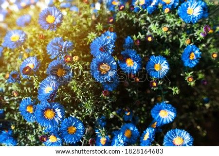 Blue beautiful flowers in the garden. The concept of a bouquet of flowers for wallpaper, background for a postcard, banner, poster.