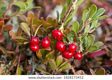 A bunch of bright red berries of the Arctostaphylos uva-ursi shrub. Macro of tiny scarlet bearberries. Royalty-Free Stock Photo #1828173452