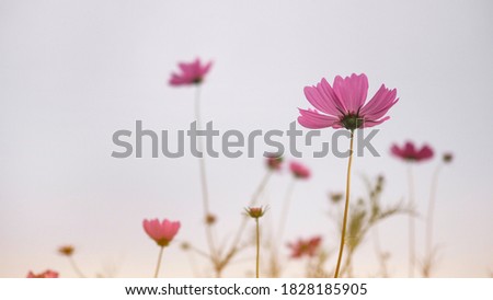 Close up picture of cosmos flowers in the field