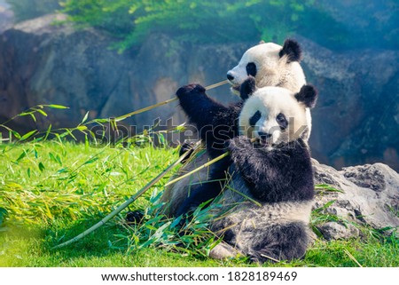 Mother Panda and her baby Panda are Snuggling and eating bamboo in the morning, in a zoo in France Royalty-Free Stock Photo #1828189469