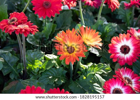 Image of orange and red gerbera flower in the flower festival.