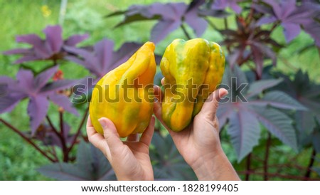 Bell pepper in female hands