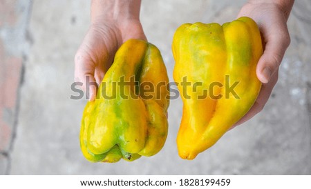 Bell pepper in female hands