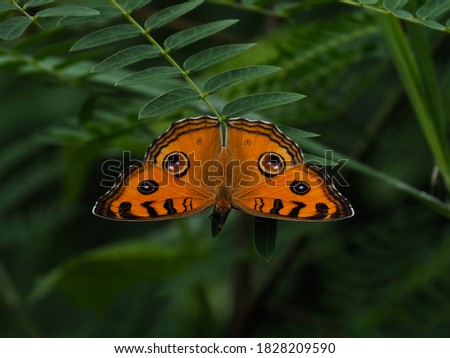 Beautiful Peacock Pansy butterfly perched on a twigs