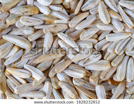 Background of white sunflower seeds top view