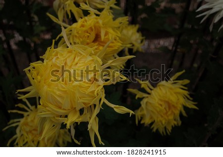 Yellow Flowers of Chrysanthemum 'Edo Giku' in Full Bloom
