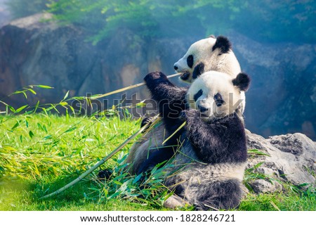 Mother Panda and her baby Panda are Snuggling and eating bamboo in the morning, in a zoo in France Royalty-Free Stock Photo #1828246721