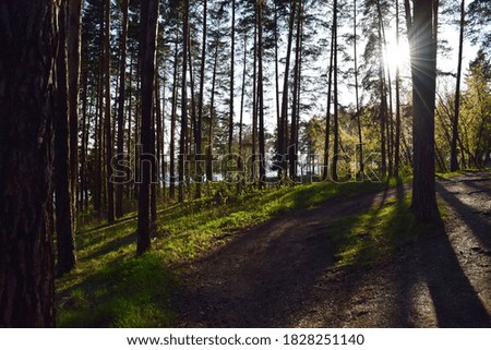 Picture of wild nature, trees, plant, sky and lake