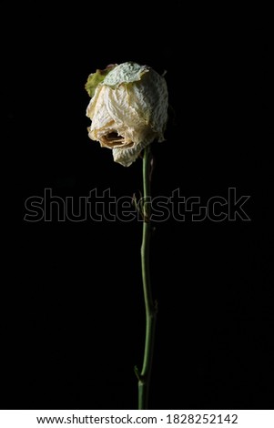 old dry white rose Bud on a black background