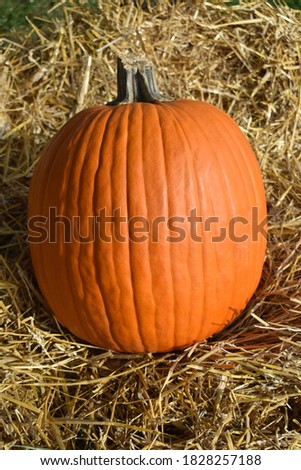 Big pumpkin in a bed of straw
