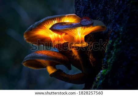 glowing mushrooms in a dark forest, growing on a stump in a fantasy forest, beautiful magic light of a mushroom, macro photography Royalty-Free Stock Photo #1828257560