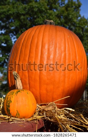 Two pumpkins in a bed of straw