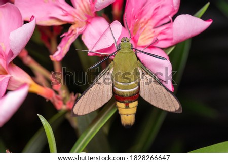 Hummingbird Hawk moths on pink flower 