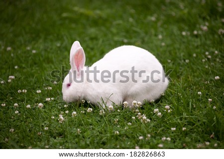 White Bunny, Grass Field, Easter