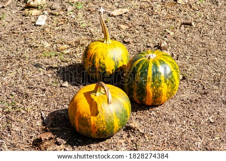 Close-up three orange pumpkin autumn ground garden park celebrates Halloween