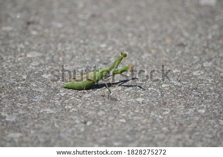 Green praying mantis crossing a road in Ontario, Canada