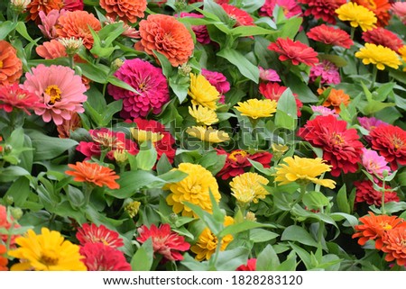 Colorful marigold flowers in a place