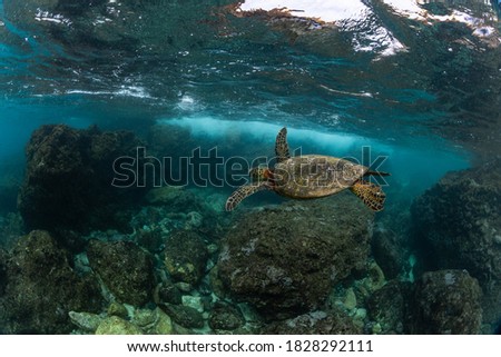 green sea turtle swimming in the waves in hawaii