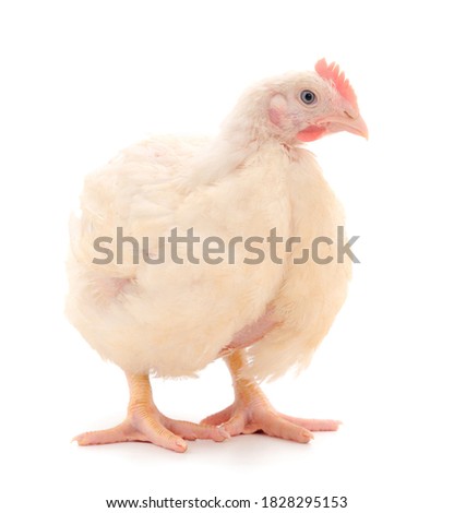 Young broiler chicken on isolated white background. Royalty-Free Stock Photo #1828295153