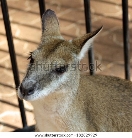 Young Kangaroo in cage. Northern Territory, Australia