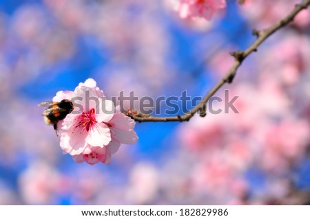 Spring Cherry blossoms 
