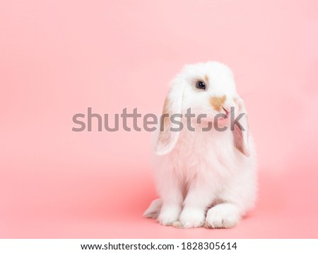 Baby white holland lop rabbit sitting on pink background. Lovely action of young rabbit. Royalty-Free Stock Photo #1828305614