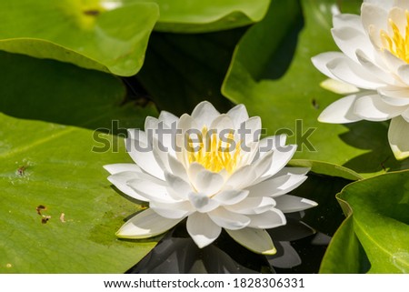 White water lily on green lily pads