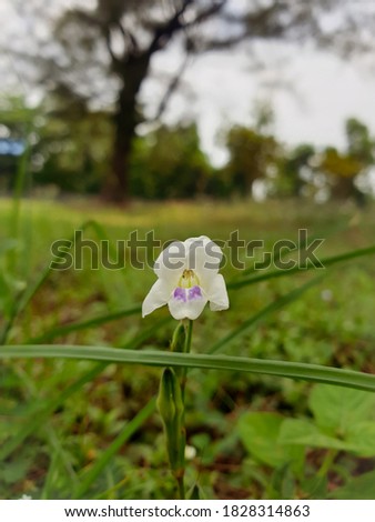 Chinese Violet (Asystasia gangetica). This picture was taken at Bontang City, Indonesia in the morning.