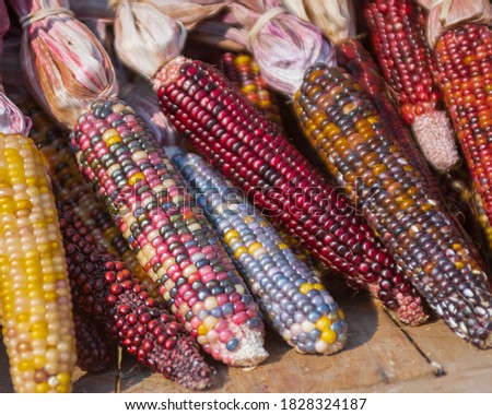 Colorful Dried Ears of Corn FESTIVE