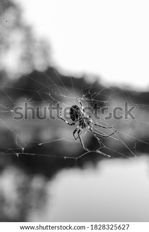 Cross Orb Weaver Spider on a web above a lake with symmetrical reflections of a cottage and shoreline in the background.