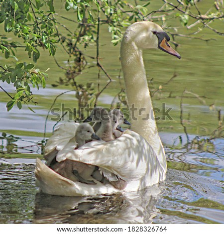 A beautiful white Swan with gray cubs on its back swims between branches hanging near the surface of the water
