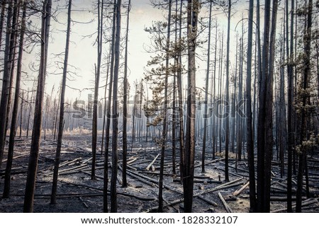 Burnt pine forest after the Trap Creek fire north of Stanley, Idaho in September 2020. Royalty-Free Stock Photo #1828332107