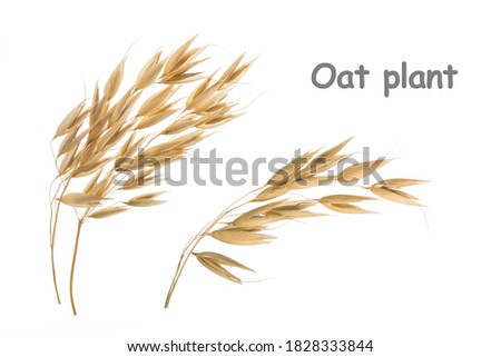 Oat plant isolated on white without shadow clipping path Royalty-Free Stock Photo #1828333844