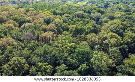 beautiful green trees in a dense deciduous forest, aerial view.