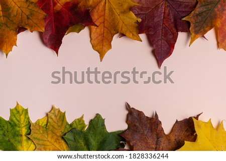 Beautiful autumn maple leaves isolated on a light background