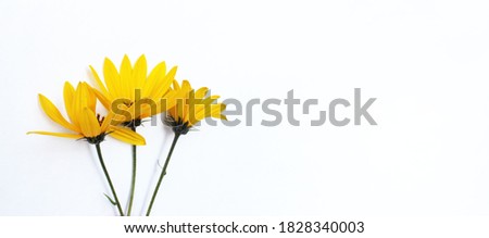 Yellow flowers isolated on a white background. Background for a holiday card or invitation. Warm shade.