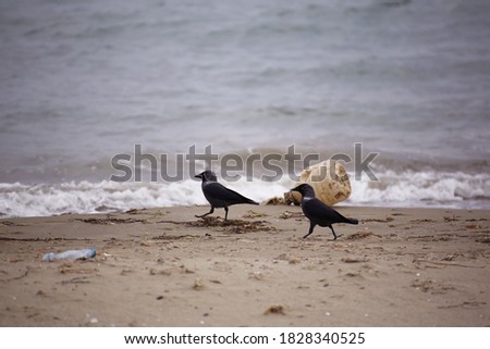 Two crows are looking for food in a polluted beach full of plastic waste